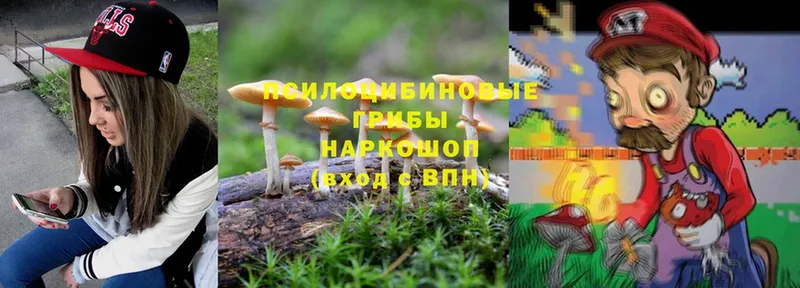 сколько стоит  Кувшиново  Галлюциногенные грибы Psilocybe 